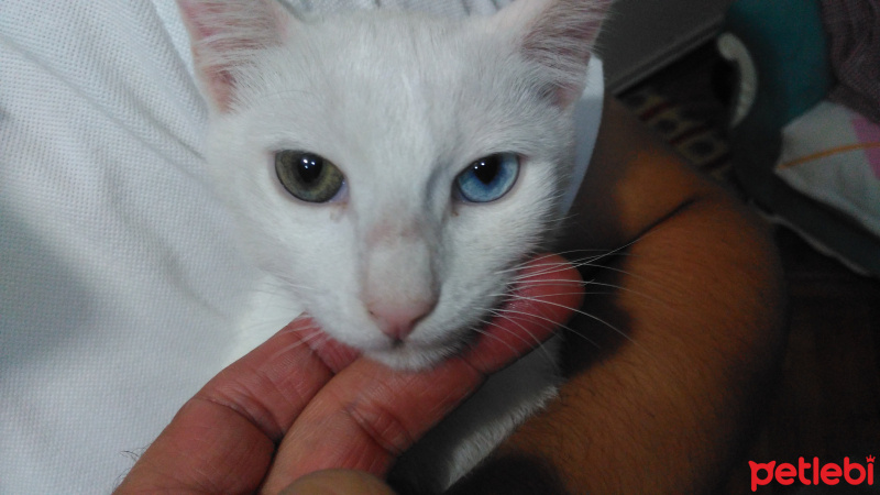 Van Kedisi, Kedi  Pamuk fotoğrafı