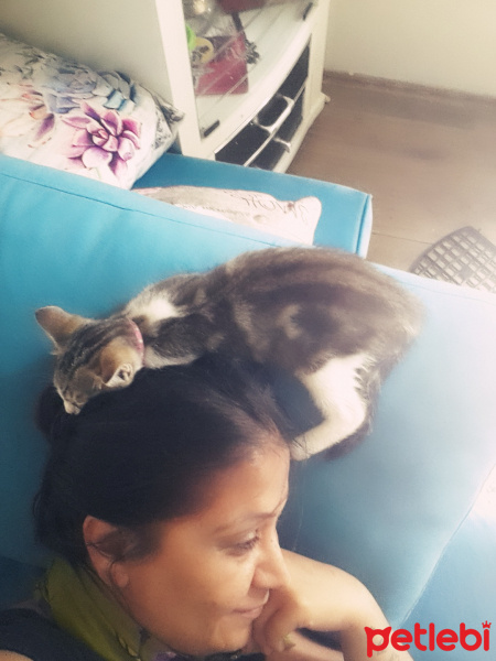 Tekir Kedi, Kedi  Mia fotoğrafı