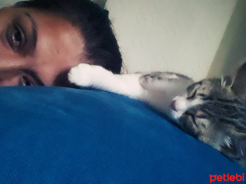 Tekir Kedi, Kedi  Mia fotoğrafı