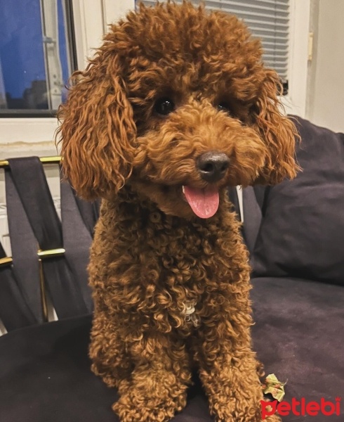 Poodle (Minyatür Kaniş), Köpek  İce fotoğrafı