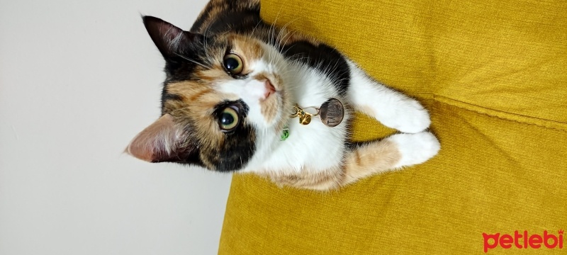 Tekir Kedi, Kedi  Tarçın fotoğrafı