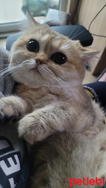 British Shorthair, Kedi  Luna fotoğrafı