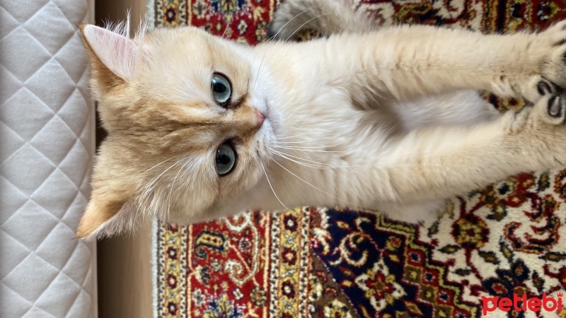British Shorthair, Kedi  Luna fotoğrafı
