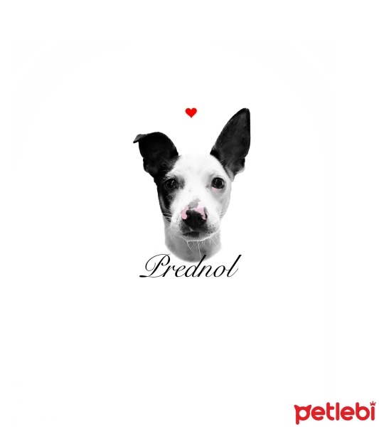 Jack Russell Terrier, Köpek  Prednol fotoğrafı