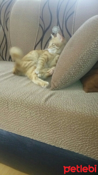 Brazilian Shorthair, Kedi  minnoş fotoğrafı