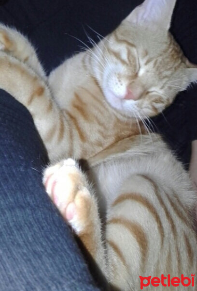 Brazilian Shorthair, Kedi  minnoş fotoğrafı