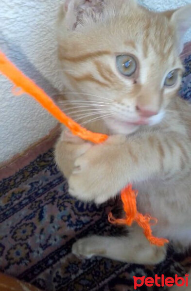 Brazilian Shorthair, Kedi  minnoş fotoğrafı