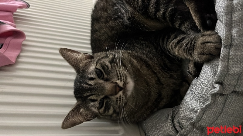 Tekir Kedi, Kedi  mia fotoğrafı