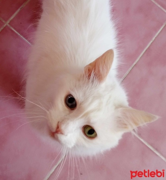 Van Kedisi, Kedi  PAŞA fotoğrafı