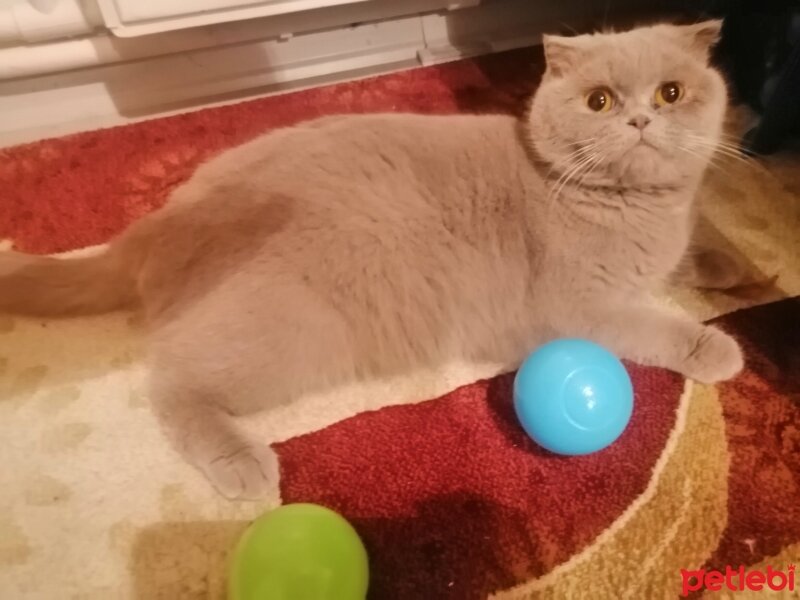 Scottish Fold, Kedi  Mia fotoğrafı