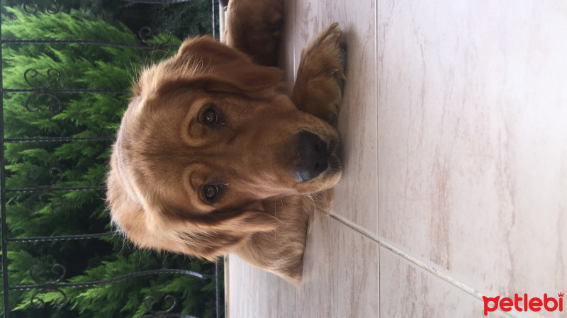 Golden Retriever, Köpek  Paşa fotoğrafı