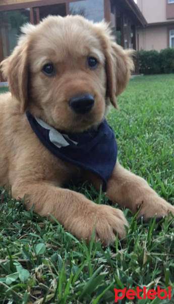 Golden Retriever, Köpek  Paşa fotoğrafı