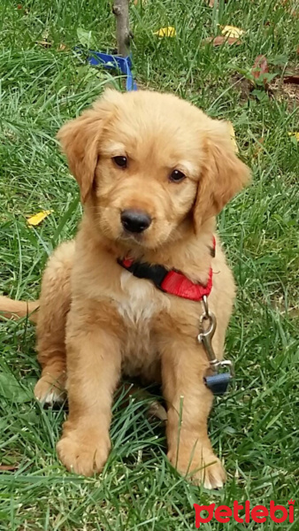 Golden Retriever, Köpek  Paşa fotoğrafı