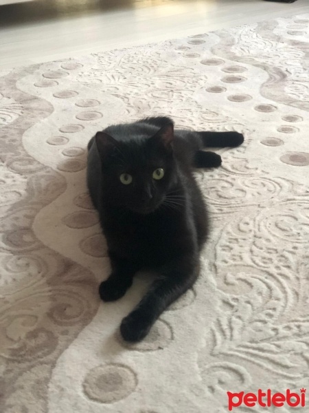 Bombay, Kedi  Siyah fotoğrafı
