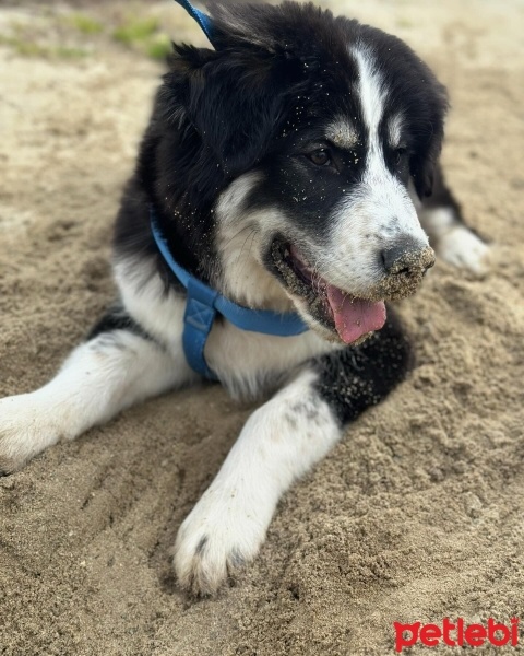 Border Collie, Köpek  Leo fotoğrafı