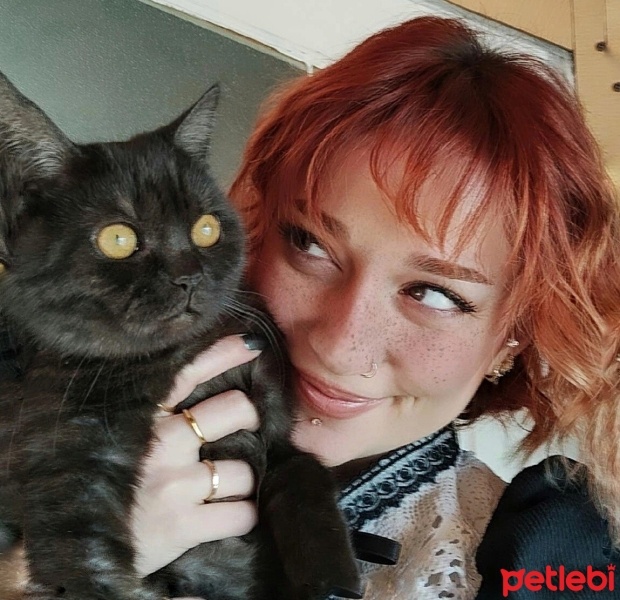 British Shorthair, Kedi  Zeytin fotoğrafı