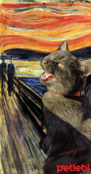 British Shorthair, Kedi  Zeytin fotoğrafı