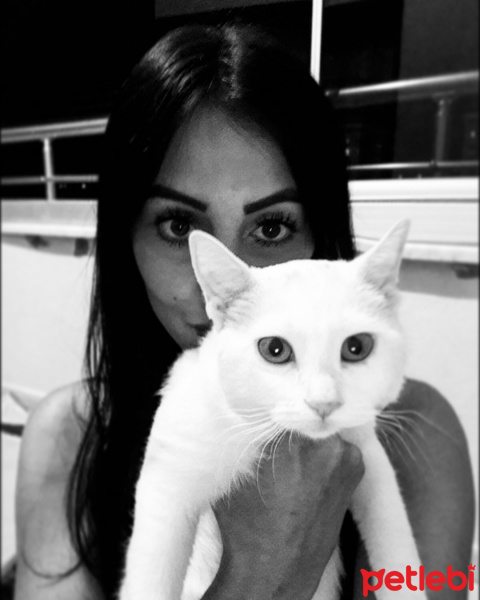 Ankara Kedisi, Kedi  Mia fotoğrafı