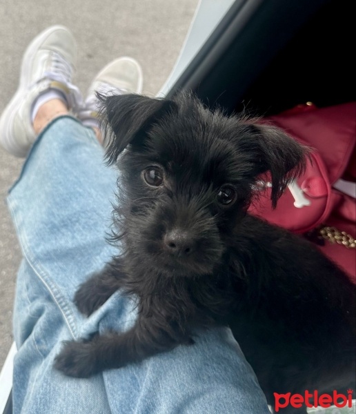 Yorkshire Terrier, Köpek  SUFLE fotoğrafı
