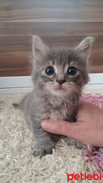 Tekir Kedi, Kedi  Duman fotoğrafı