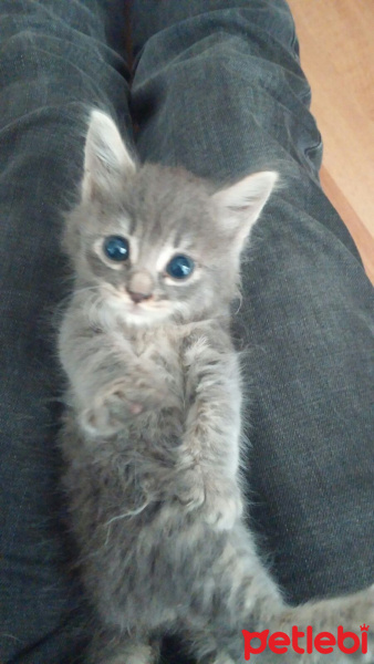 Tekir Kedi, Kedi  Duman fotoğrafı