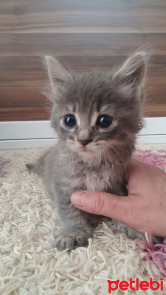 Tekir Kedi, Kedi  Duman fotoğrafı