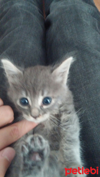 Tekir Kedi, Kedi  Duman fotoğrafı
