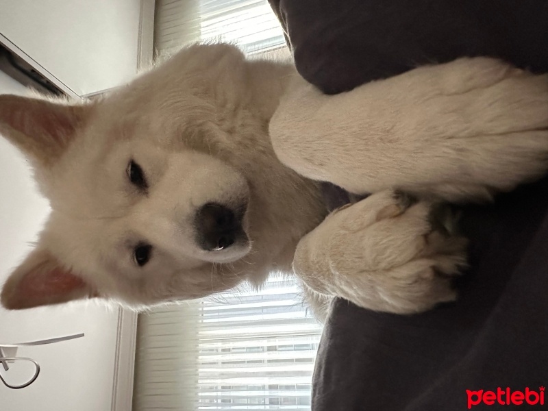 Samoyed, Köpek  Loki fotoğrafı