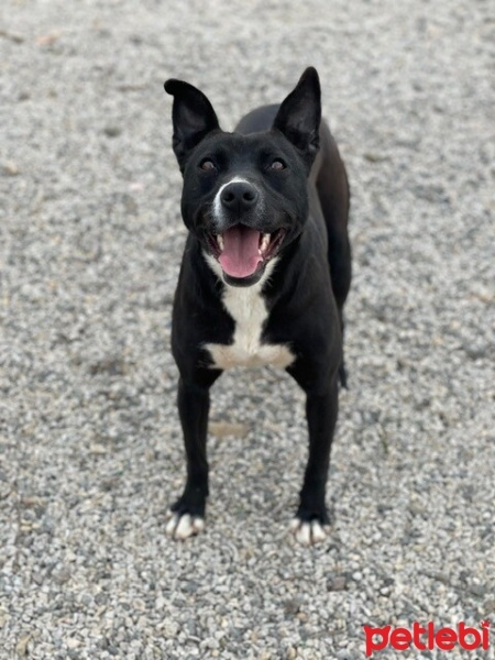 Staffordshire Bull Terrier, Köpek  Çiğdem fotoğrafı