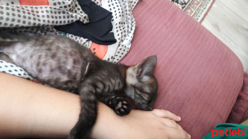 Tekir Kedi, Kedi  Çakalım fotoğrafı