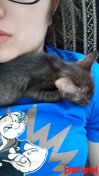 Tekir Kedi, Kedi  Çakalım fotoğrafı