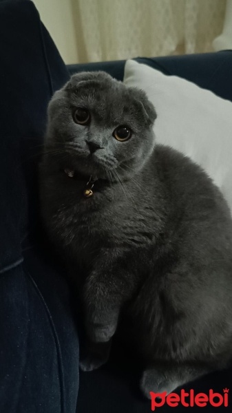 Scottish Fold, Kedi  Miya fotoğrafı