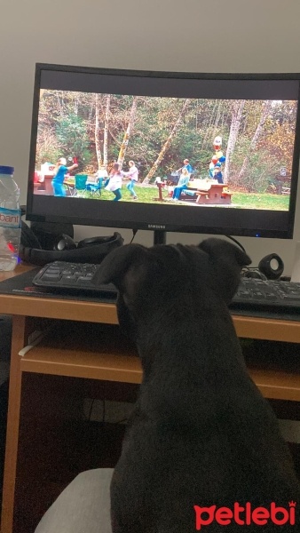 Staffordshire Bull Terrier, Köpek  Zoi fotoğrafı