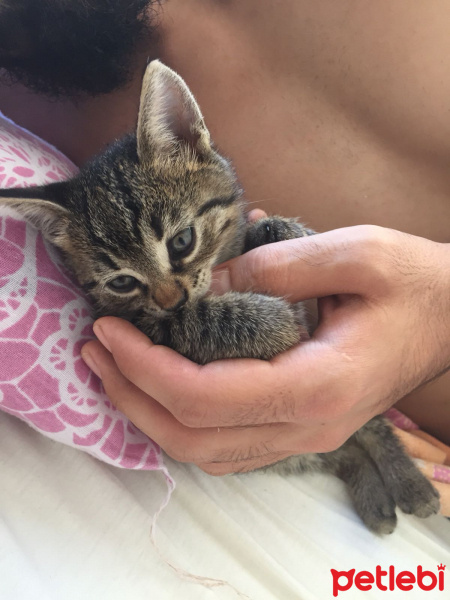 Tekir Kedi, Kedi  mocha fotoğrafı