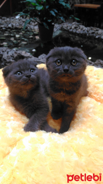 Scottish Fold, Kedi  Yok fotoğrafı