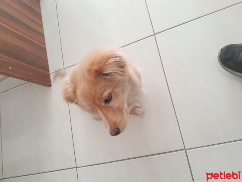Amerikan Cocker Spaniel, Köpek  A fotoğrafı