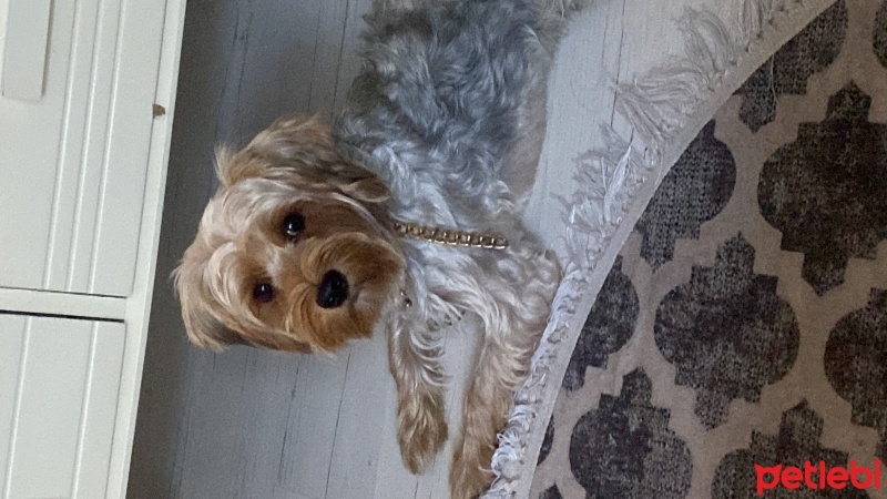 Yorkshire Terrier, Köpek  Atlas fotoğrafı