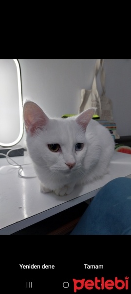 Van Kedisi, Kedi  Bulut fotoğrafı