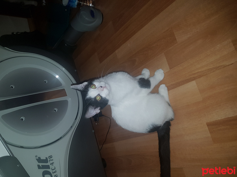 Tuxedo (Smokin) Kedi, Kedi  Biblo fotoğrafı