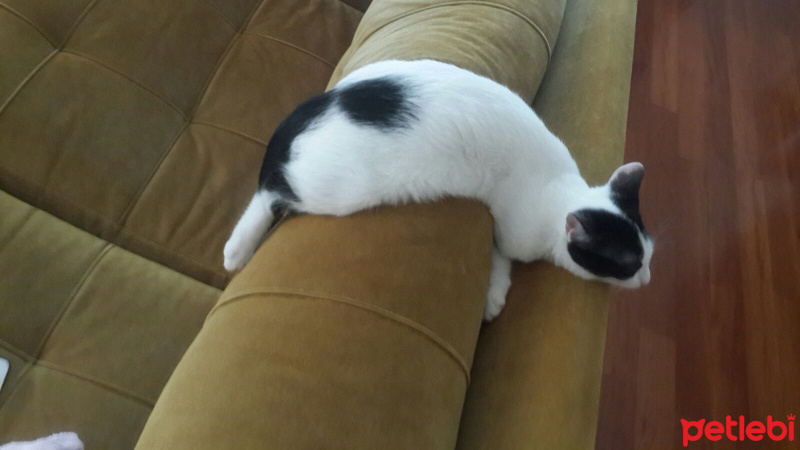 Tuxedo (Smokin) Kedi, Kedi  Biblo fotoğrafı