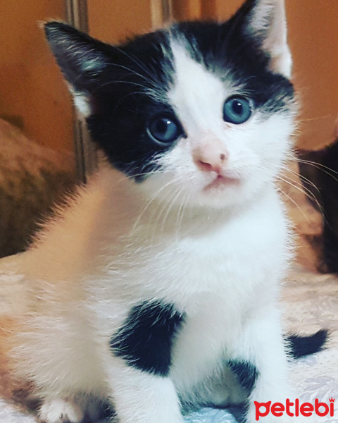 Tuxedo (Smokin) Kedi, Kedi  Biblo fotoğrafı