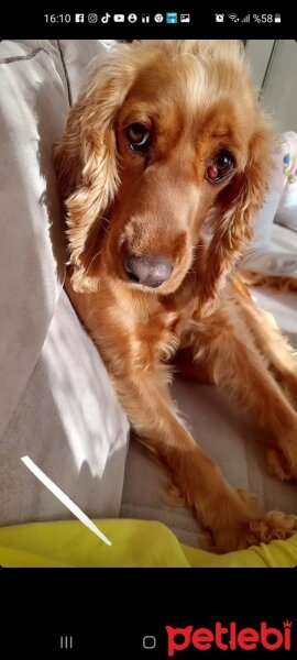 İngiliz Cocker Spaniel, Köpek  Balım fotoğrafı