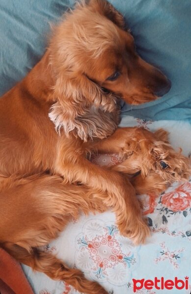 İngiliz Cocker Spaniel, Köpek  Balım fotoğrafı