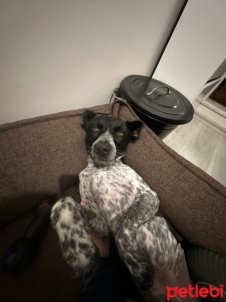 İngiliz Setter, Köpek  Oliver fotoğrafı