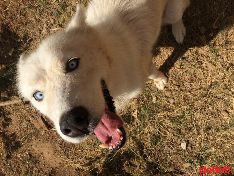 Sibirya Kurdu (Husky), Köpek  Luna fotoğrafı