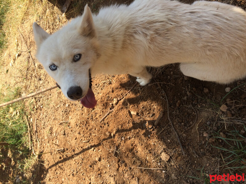 Sibirya Kurdu (Husky), Köpek  Luna fotoğrafı