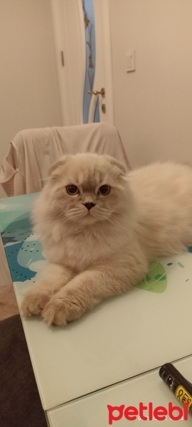 Scottish Fold, Kedi  Sütlaç fotoğrafı