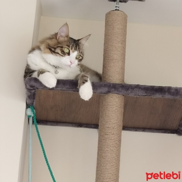 Tekir Kedi, Kedi  Boncuk fotoğrafı
