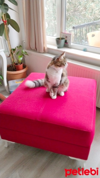 Tekir Kedi, Kedi  Boncuk fotoğrafı