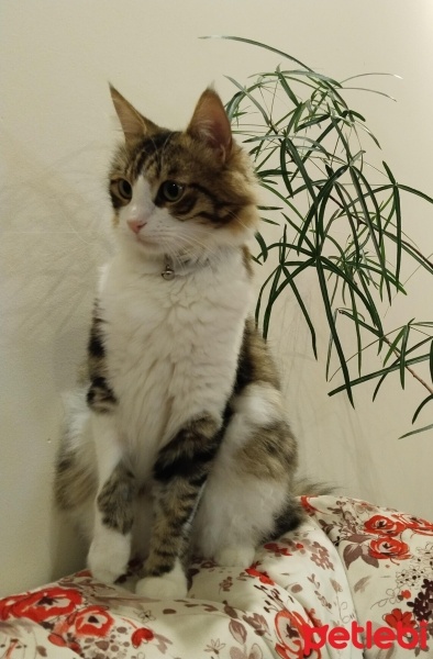 Tekir Kedi, Kedi  Boncuk fotoğrafı